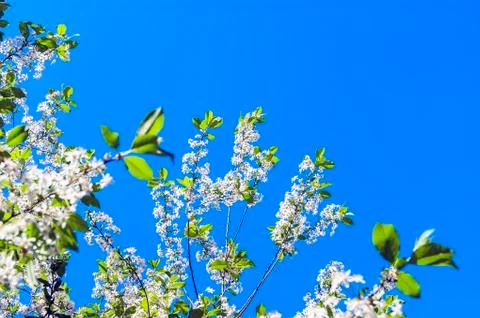 Looking Up the Cherry Tree Branches with Blossoms against the Blue Sky Foto stock