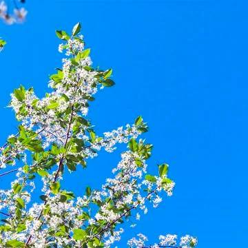Looking Up the Cherry Tree Branches with Blossoms against the Blue Sky Foto stock