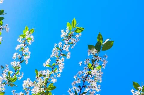 Looking Up the Cherry Tree Branches with Blossoms against the Blue Sky Stock Photos