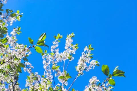 Looking Up the Cherry Tree Branches with Blossoms against the Blue Sky Stock Photos