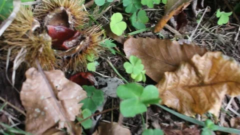 Looking for chestnuts on the ground Stock Footage 234593569