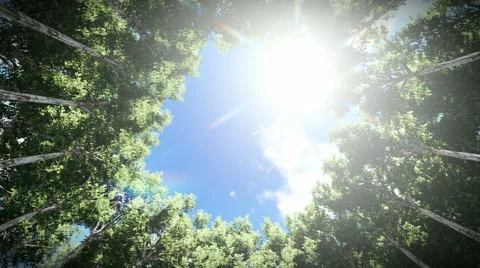 Looking up at a circle of redwood trees, timelapse clouds, zoom in Stock Footage 64881420