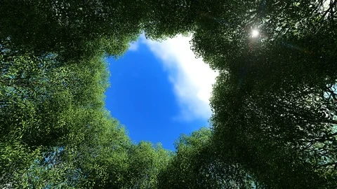 Looking up at a circle of trees clouds running Stock Footage 108387450
