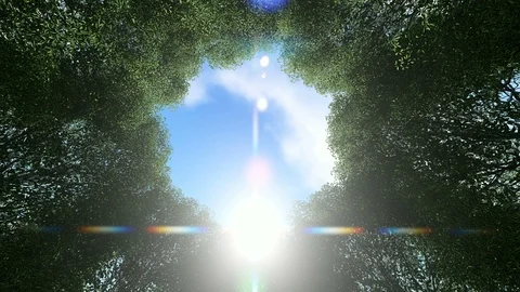 Looking up at a circle of trees time lapse clouds sun shining Stock Footage 108857300