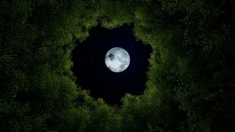 Looking up at a circle of trees time lapse clouds day to night Stock Footage 111190914