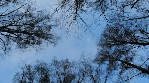 Looking up at circle of white autumn birches against blue sky Stock Footage 321188147