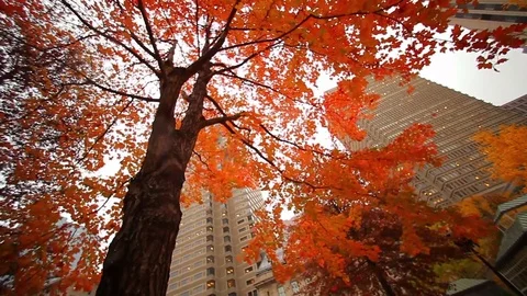 Looking up at city square autumn trees Stock Footage 74090302