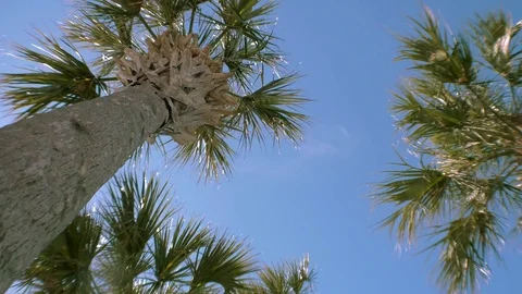 Looking Up to Clear Blue Sky Against Palm Trees, 4K Stock Footage 70792751