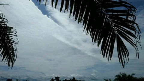 Looking up at the clear sky Stock Footage 219960101