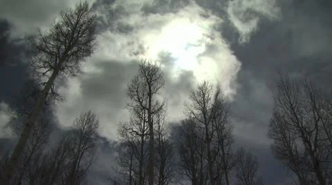 Looking Up To A Cloud Covered Sun Through Several Birch Trees Video stock 19012132