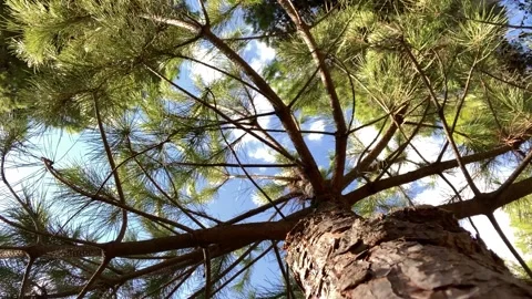Looking at cloud speckled blue sky through pine branches, medium Video stock 242041845