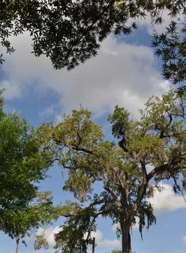 Looking Up at Clouds beyond the Treetops Stock Photos