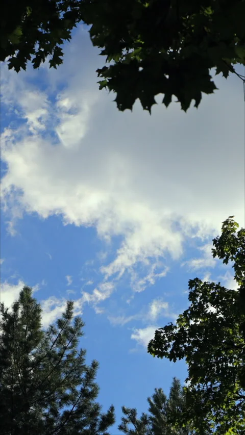 Looking Up At Clouds Through Green Trees. Low Angle View. Vertical. Stock Footage 291387851