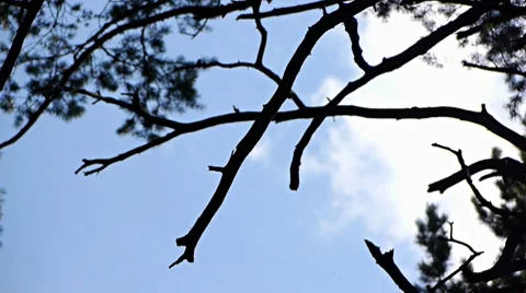 Looking up at the clouds through the trees 스톡 동영상 7758987