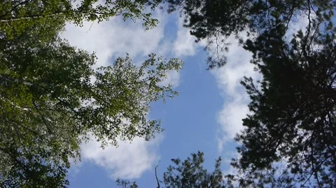 Looking up at the clouds through the trees Stock Footage 7758998