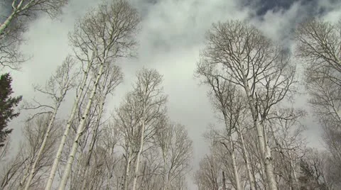 Looking Up To A Cloudy Sky Through Several Birch Trees 3 Video stock 19002572