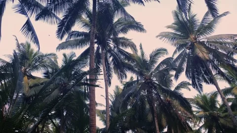 Looking up at coconut palms from forest floor Stock-Footage 145855353