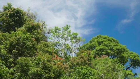 Looking up at colourful trees in sky Stock Footage 297718569