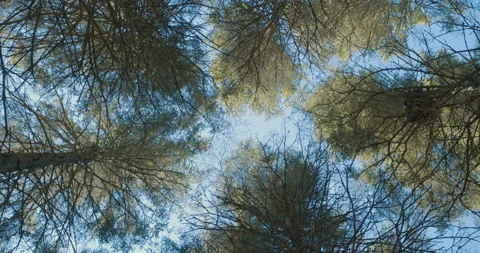 Looking up at conifer / Counter clockwise rotation Stock Footage 130911941