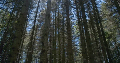 Looking up at conifer facing sun / Tilting up Vídeo Stock 130912661