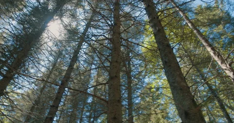 Looking up at conifer facing sun with wind / Panning left Vídeo Stock 130912433