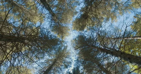 Looking up at conifer / Rapid clockwise rotation 動画素材 130912126