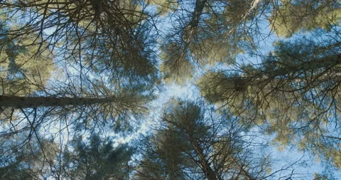 Looking up at conifer /  / Rapid counter clockwise rotation Stock Footage 130912044
