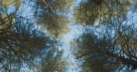 Looking up at conifer / Slow counter clockwise rotation Vídeo Stock 130912103