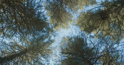 Looking up at conifer / Steady view 스톡 동영상 130912100