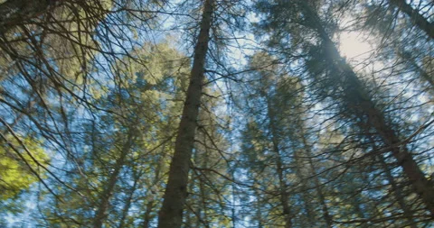 Looking up at conifer with sun / 360 rotation panning left Stockbeeldmateriaal 130912711