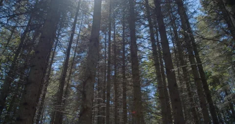 Looking up at conifer / Tilting up at sun Stockbeeldmateriaal 130912695