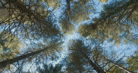 Looking up at conifer / Wide steady view Stock Footage 130912102