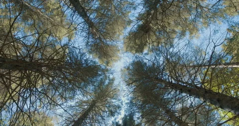 Looking up at conifer / Wide view  / Slow clockwise rotation 스톡 동영상 130911828