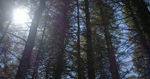 Looking up at conifer in wind in bright sunlight Stock Footage 130912933
