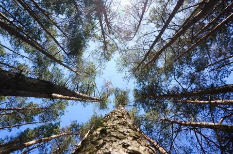 Looking up coniferous forest with pine Foto stock