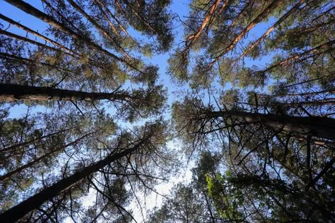 Looking up coniferous forest with pine Photos