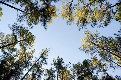 Looking up into the converging canopy of trees Stock Photos