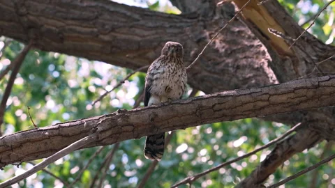 Looking up at a Cooper's Hawk perched in a tree Stock Footage 341443365
