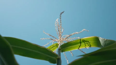 Looking Up at a Corn Tassel Against a Clear Summer Sky Stock Footage 317401343