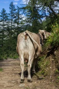 Looking at a cows rear Stock Photos