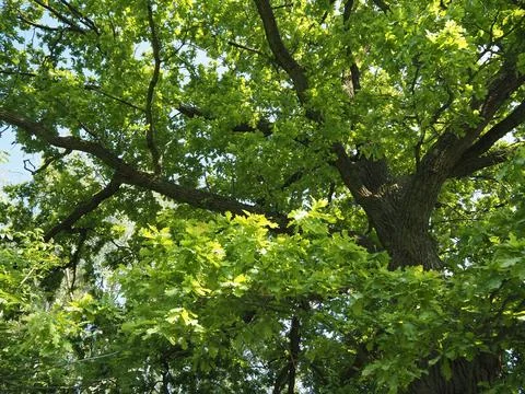 Looking up into the crown of an old oak tree with dense branches Stock Photos