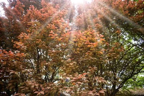 Looking at the crown Stock Photos