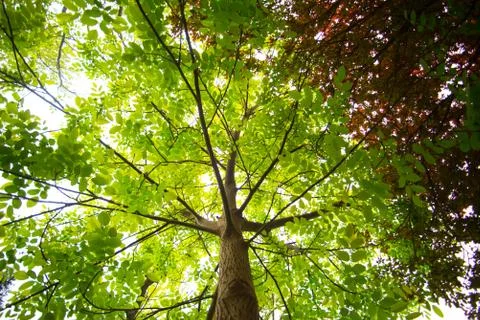 Looking at the crown Stock Photos