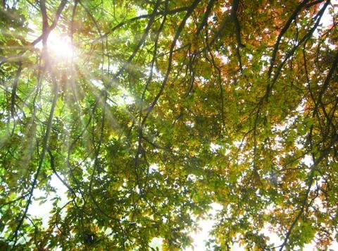 Looking at the crown Stock Photos