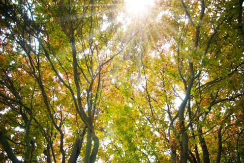 Looking at the crown Stock Photos