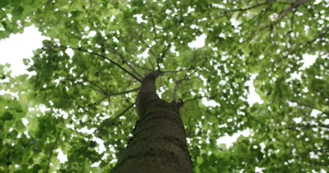Looking Up into the Crown of a Tall Tree, Radiating Branches, Slow Rotation Vídeo Stock 340328190