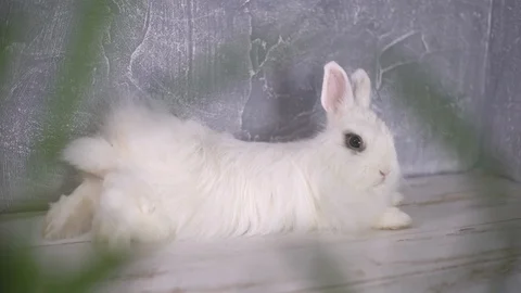 Looking at a curious white rabbit 스톡 동영상 111857792