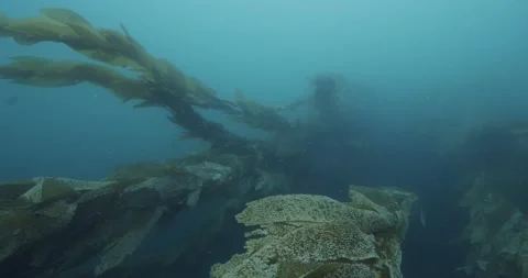 Looking up current in giant kelp canopy Stock Footage 135192358