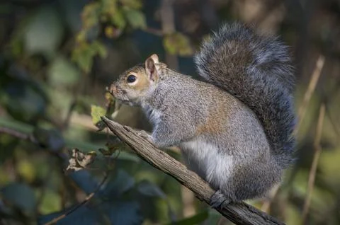 Looking cute squirrel Stock Photos