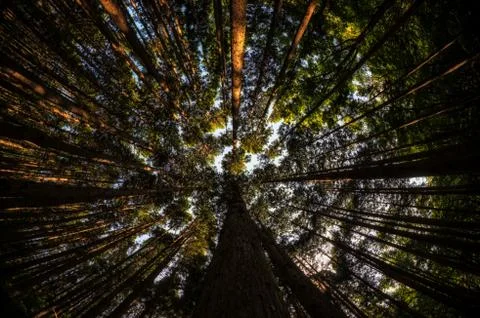 Looking up the cypress forest Stock Photos